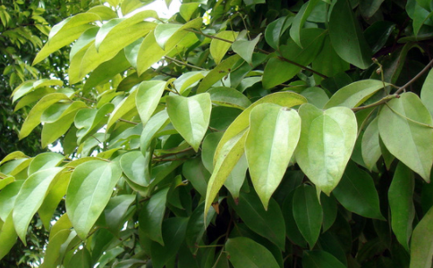 榕樹(shù)葉